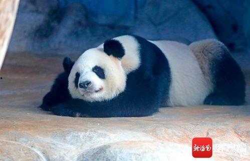 海南动物园爆料视频最新,神秘动物亮相,揭秘热带雨林奇观 第2张 海南动物园爆料视频最新,神秘动物亮相,揭秘热带雨林奇观 第2张