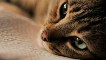 猫之城最新爆料视频网,最新爆料视频带你探秘神秘猫界