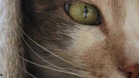 猫之城最新爆料视频网,最新爆料视频带你探秘神秘猫界 第2张 猫之城最新爆料视频网,最新爆料视频带你探秘神秘猫界 第2张