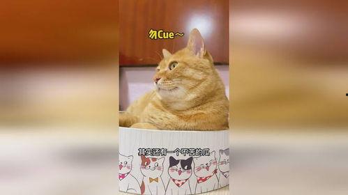 娱乐猫吃瓜,揭秘娱乐圈那些不为人知的幕后故事 第2张 娱乐猫吃瓜,揭秘娱乐圈那些不为人知的幕后故事 第2张