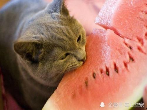 娱乐猫吃瓜,揭秘娱乐圈那些不为人知的幕后故事 第3张 娱乐猫吃瓜,揭秘娱乐圈那些不为人知的幕后故事 第3张