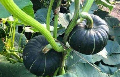 有什么网红大瓜可以吃,盘点近期最热大瓜，你吃了吗？  第2张