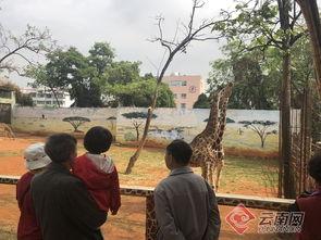 昆明动物园最新爆料,神秘动物亮相，揭秘动物世界新奇趣事