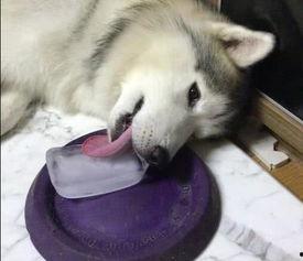 吃瓜舔狗知乎免费阅读,知乎免费阅读带你领略网络热词背后的故事