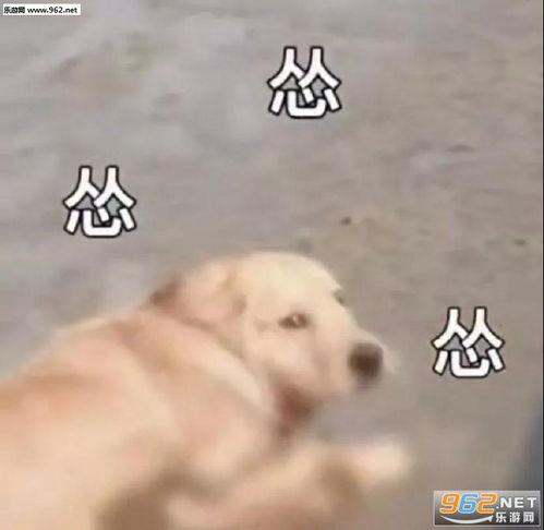 吃瓜舔狗知乎免费阅读,知乎免费阅读带你领略网络热词背后的故事  第2张