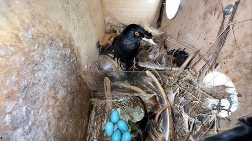 装修八哥爆料视频,视频爆料带你领略装修内幕 第2张 装修八哥爆料视频,视频爆料带你领略装修内幕 第2张