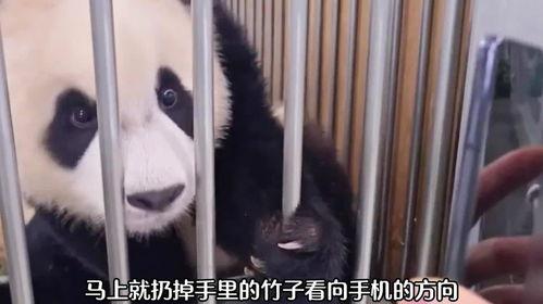 福宝爷爷爆料福宝视频,福宝视频背后的精彩故事  第2张