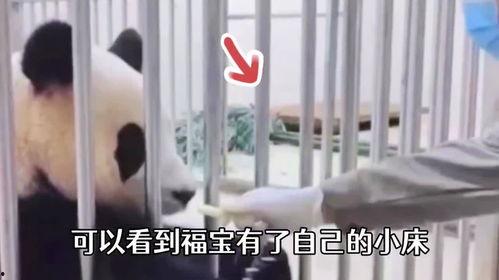 福宝爷爷爆料福宝视频,福宝视频背后的精彩故事  第3张