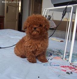 娱乐圈吃瓜爆料弟弟泰迪,泰迪弟弟吃瓜爆料,揭秘幕后真相 第2张 娱乐圈吃瓜爆料弟弟泰迪,泰迪弟弟吃瓜爆料,揭秘幕后真相 第2张