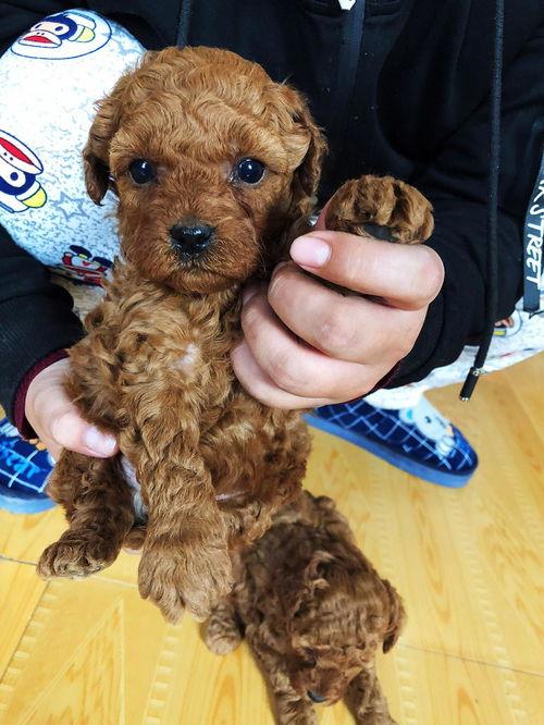 娱乐圈吃瓜爆料弟弟泰迪,泰迪弟弟吃瓜爆料,揭秘幕后真相 第3张 娱乐圈吃瓜爆料弟弟泰迪,泰迪弟弟吃瓜爆料,揭秘幕后真相 第3张