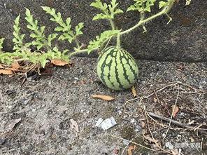 地方网红吃瓜,一网打尽那些年我们错过的瓜