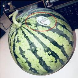 地方网红吃瓜,一网打尽那些年我们错过的瓜  第2张